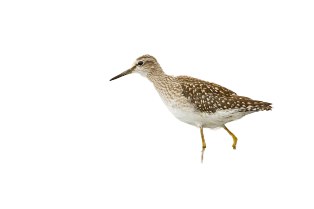 Sandpiper Png Images Download For Free Png Pics 0378